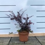 Dráč thunbergov (Berberis thunbergii) ´DART´S RED LADY´ - výška 20-40 cm, ⌀ 20-40 cm, kont. C2L